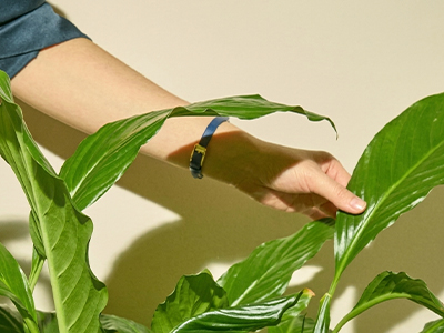 Primer plano de una mano con una correa de reloj azul fina tocando la hoja grande y verde brillante de una cuna de Moisés sobre un fondo beige neutro.
