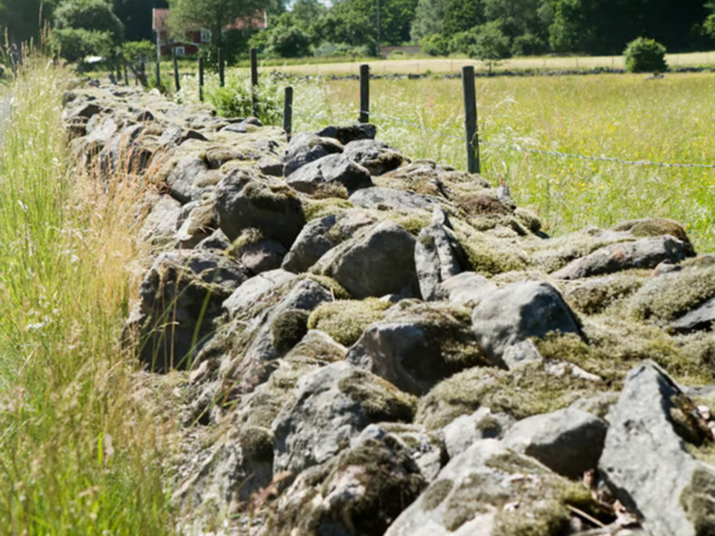 An old moss-covered stone wall running through a green field under a clear sky, with a red house in the distance.